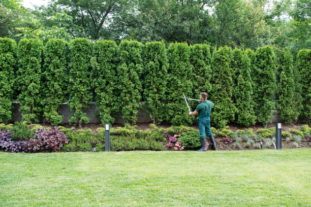 Tree and Shrub Care in Blairsville, PA