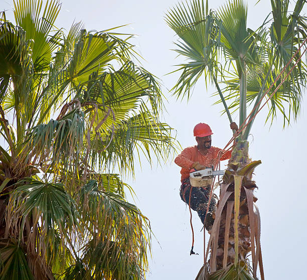 Best Hazardous Tree Removal  in Blairsville, PA